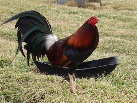 sabong chicken talk|best black gamefowl today.